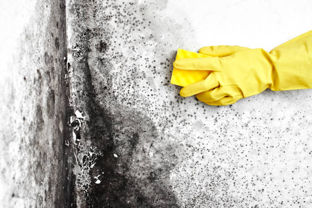 Professional Mold Remediation in Manchester, TN