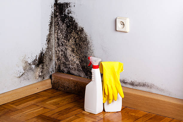 Professional Mold Remediation in Manchester, TN